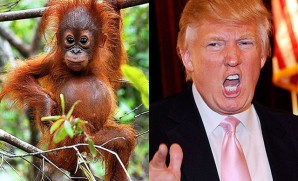Donald Trump and this orangutan go to the same hair stylist. Hence, his new nickname is The Orange-utan.